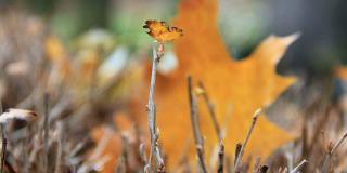 Jesienny liść - konkurs fotograficzny