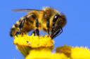 Druháci- zážitkové stretnutie s včelárom