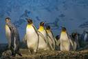 25.apríl -Svetový deň tučniakov