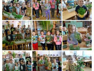 Zakładamy parapetowy ogródek ziołowy w klasie 1a
