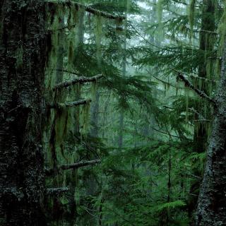 Jesienny las, czyli quiz wiedzy o lesie