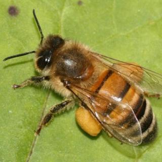 Prednáška o včelách spojená s ochutnávkou medu
