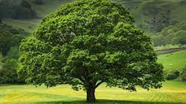 Hľadaj a poznaj chránené stromy na Orave