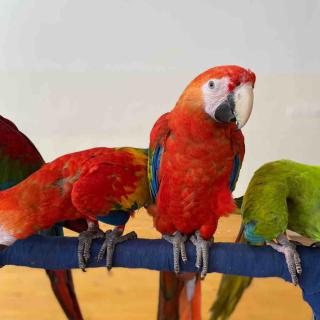Zážitkové učenie s papagájmi 