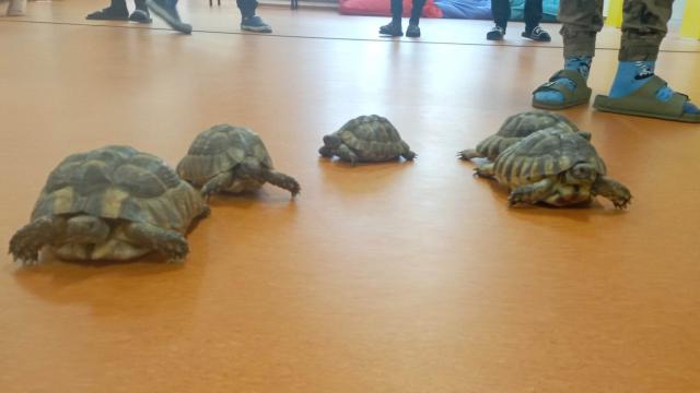Projektové vyučování s želvami v 6. třídě