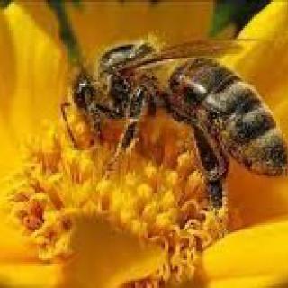 Nie ma życia bez pszczół