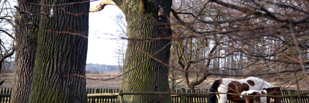 Wycieczka do Białowieskiego Parku Narodowego: zajęcia edukacyjne pn. Po co nam martwe drzewa? oraz zwiedzanie Muzeum Przyrodniczo-Leśnego w Białowieży.
