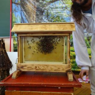 Fascynujący świat pszczół
