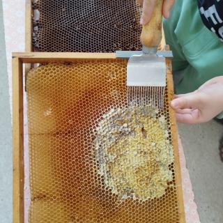 Lekcja z edukacji przyrodniczej o pszczołach w kl. 3e