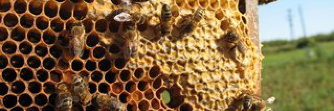 Zahájení Včelařského kroužku