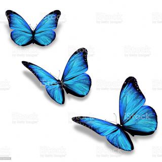 Jesteśmy z Wami Niebieskimi Motylami