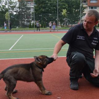 Výcvik policajných psov