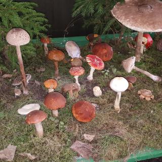 Návštěva výstavy hub 