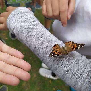 Projekt Motýlia záhrada