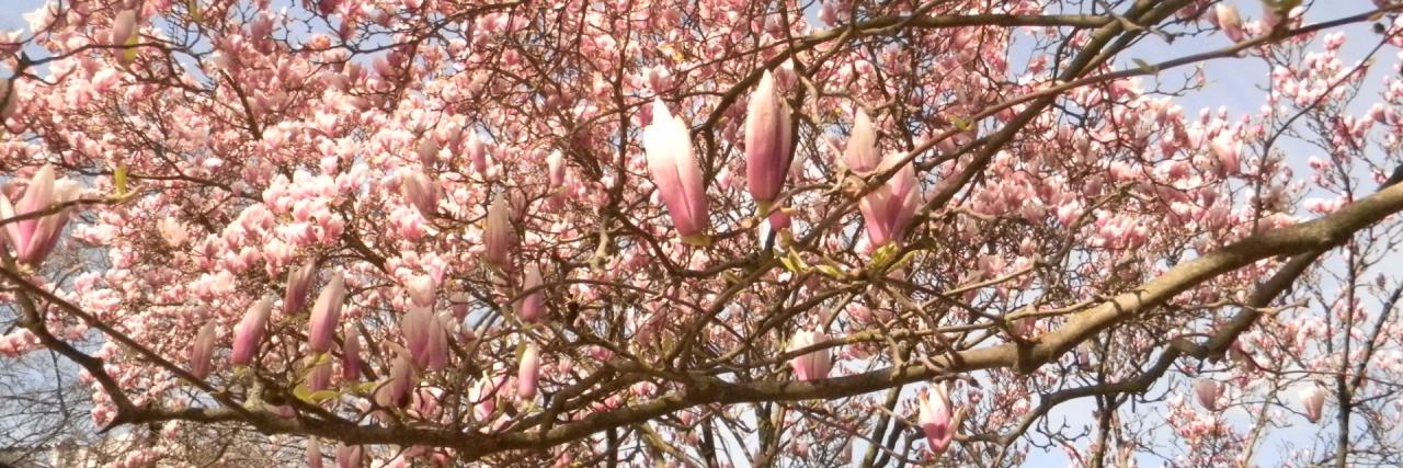 Studená jar v Medickej záhrade a rozkvitnuté magnólie