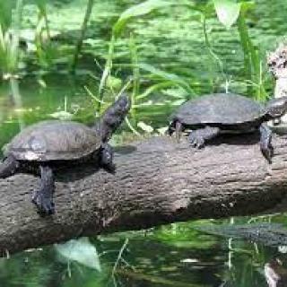 Svetový deň korytnačiek - Science