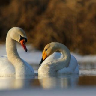 VII edycja Konkursu Fotograficznego pn.: „Ptaki w polskim krajobrazie jesienno - zimowym”