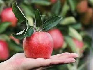 Deň s ovocinárom - ošetrovanie ovocného sadu