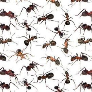 Spoločenstvo mravcov
