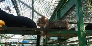 Zbiórka do schroniska „Koci Azyl”