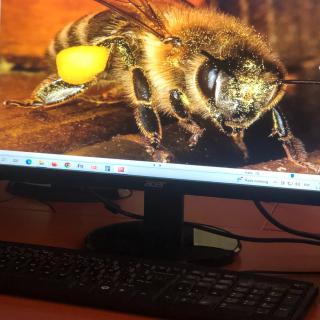 Na čo sú nám včely