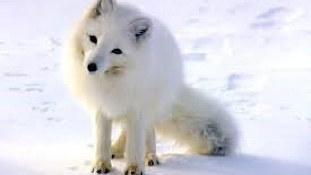 Międzyświetlicowy konkurs „Arktyczne zwierzęta” w naszej gminie rozstrzygnięty!