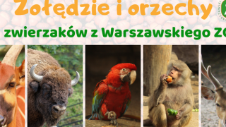 Zbiórka orzechów i żołędzi dla Warszawskiego ZOO