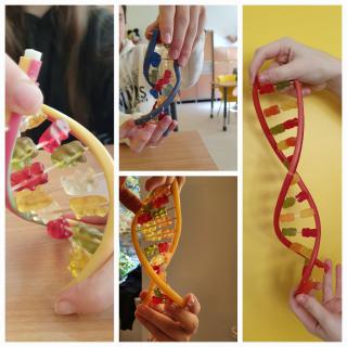 Ciekawe lekcje biologii w klasach 8 - budowa DNA