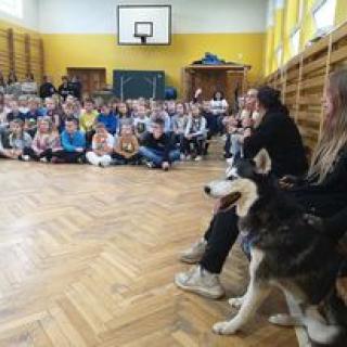 Fundacja HaszczePaszcze  – czyli wizyta psiaków rasy Siberian Husky i ich opiekunów w naszej szkole