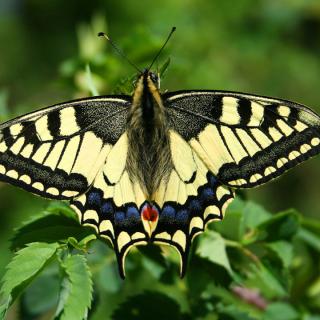 motyl siedzący na liściach