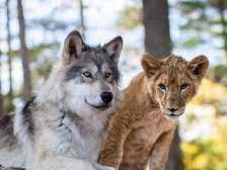 Kino - Vlk a lev: nečekané přátelství