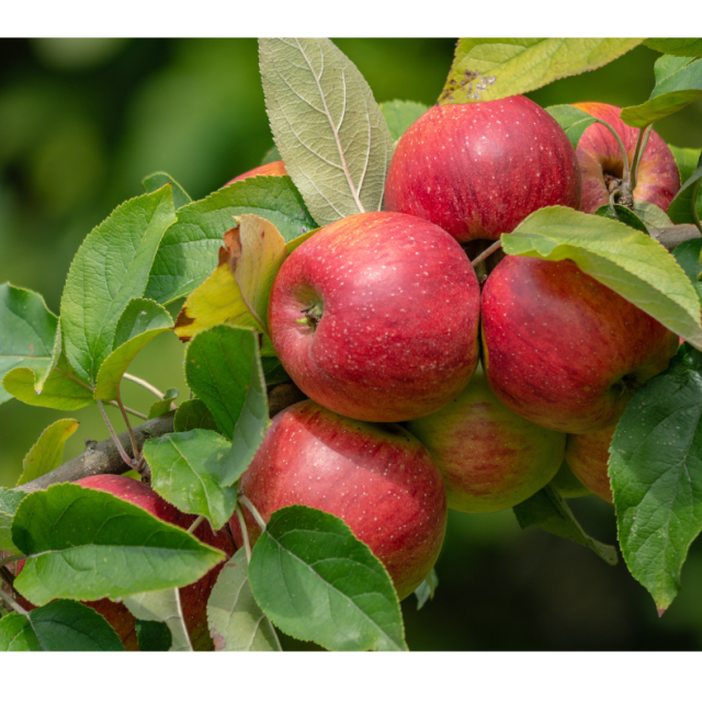 Gałązka jabłoni z owocami.