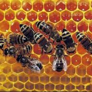 Návšteva včelínu v Lendaku