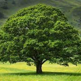 Hľadaj a poznaj chránené stromy na Orave