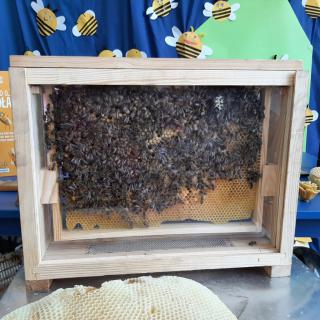 Spotkanie z pszczelarzem z okazji  Światowego Dnia Pszczół
