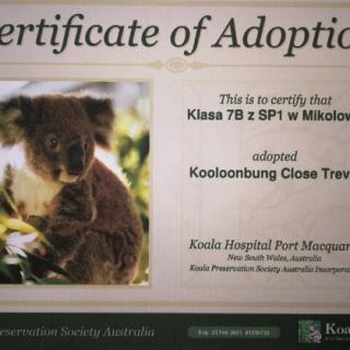 Wirtualna adopcja poparzonych koali