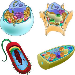 3D modely buniek