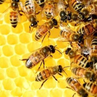 Zážitkové učenie s včelárom
