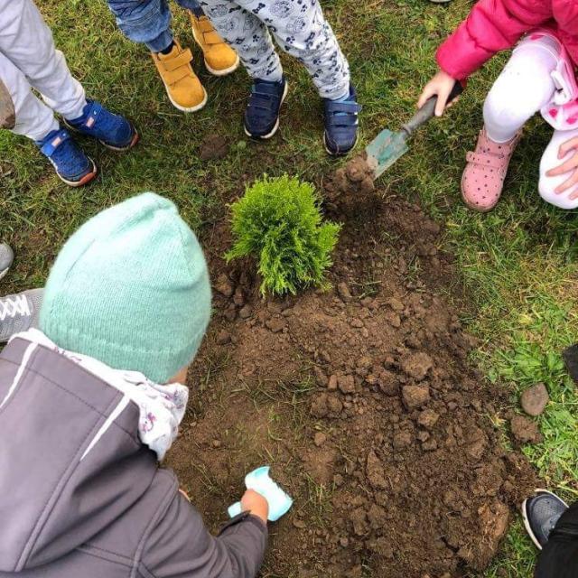 Dzieci nabierają ziemie łopatkami i sypią pod drzewko