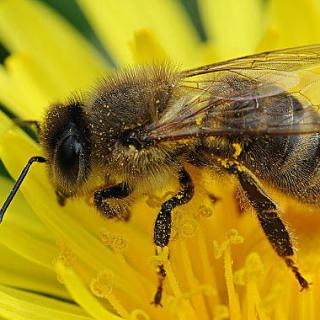 Výtvarná súťaž – Včely a ich život