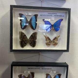 KVINTA a SEXTA na výstave motýľov a exotického hmyzu