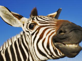 Mamuty  a zebry– čo majú spoločné so stresom?