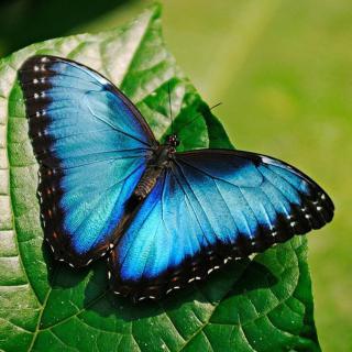 Motýle exotických trópov v Botanickej záhrade UPJŠ- exkurzia žiakov PŠ