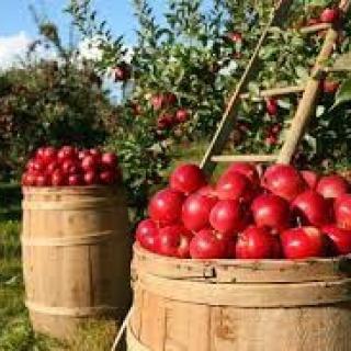 Jablkové hodovanie