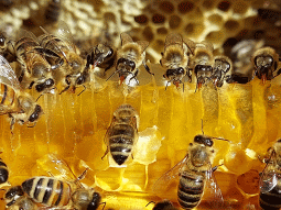 Pszczoły zimy się nie boją