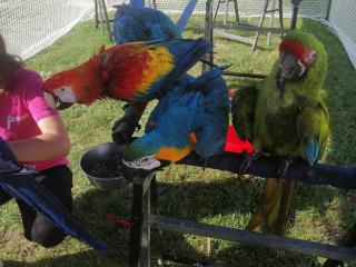 Navštívili nás papagáje :)