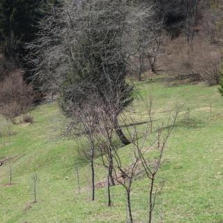 Projekt Nezabúdajme na minulosť: sadenie stromčekov na Kališti